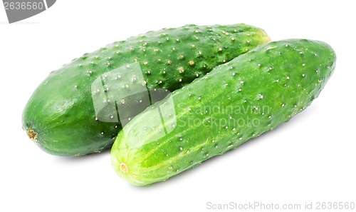 Image of Fresh cucumber