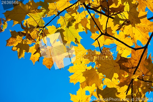 Image of Autumn
