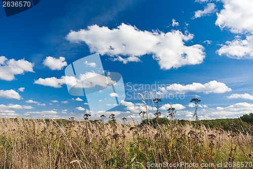 Image of Meadow