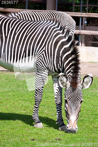 Image of Zebra