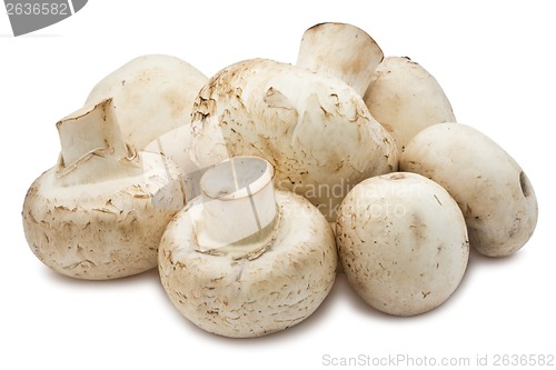 Image of Champignon mushrooms