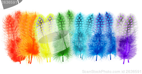 Image of Guinea fowl feathers are painted in bright colors of the rainbow