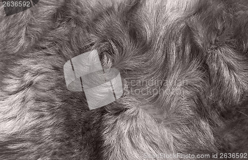 Image of Macro Wool gray wolf 