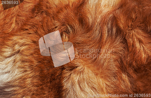 Image of Macro Wool bright-red dog 
