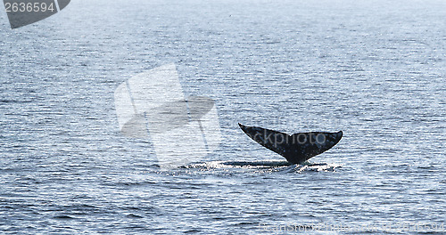 Image of Gray Whale Tail