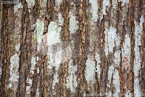 Image of Bark tree texture