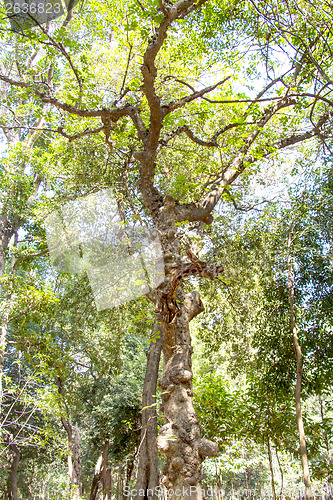 Image of green tree in park on a sunny day