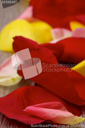 Image of Rose Petals