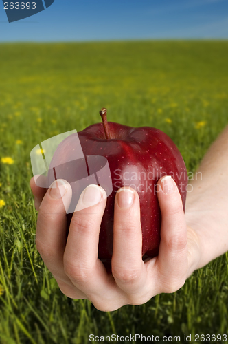 Image of apple