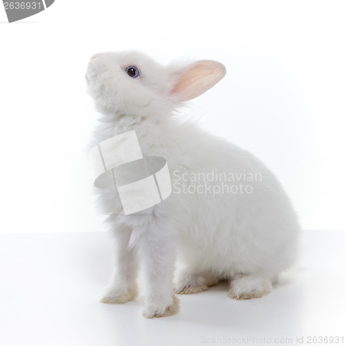 Image of White rabbit isolated on white background