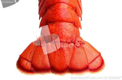 Image of Lobster tail 