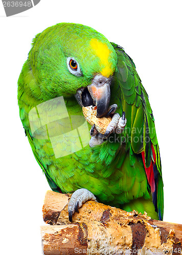 Image of Amazon Parrot 