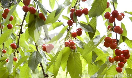 Image of cherry