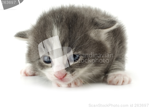 Image of kitten