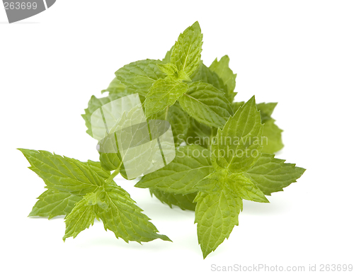 Image of mint