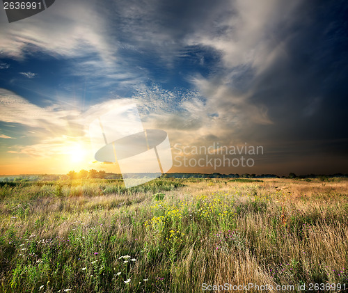 Image of Wild flowers on a meadow