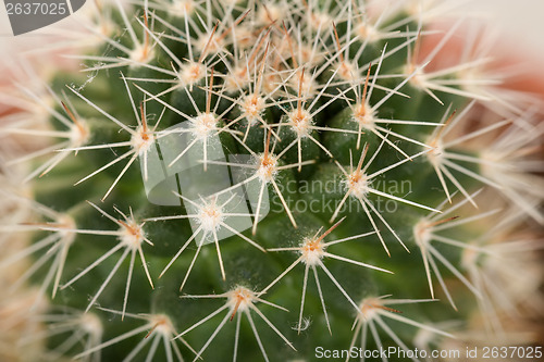 Image of Quills and prickly cactus spines 