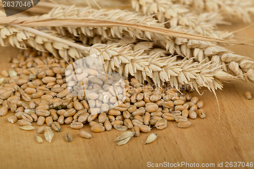 Image of pile of organic whole grain wheat kernels and ears