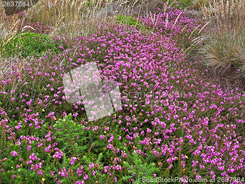 Image of vegetation detail around Perros-Guirec