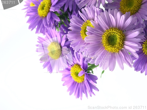 Image of pink flower
