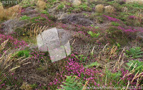 Image of vegetation detail around Perros-Guirec