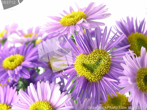 Image of pink flower