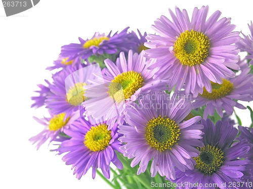 Image of pink flower