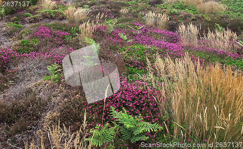 Image of vegetation detail around Perros-Guirec