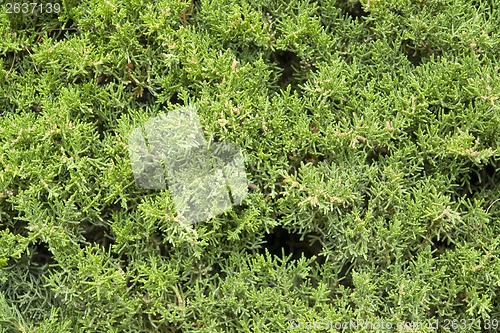 Image of green vegetation detail