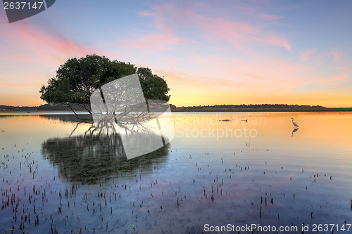 Image of Mangrove Tree and White Egret