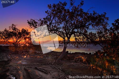 Image of Sunset Mangrove  low tide and intertidal shallows