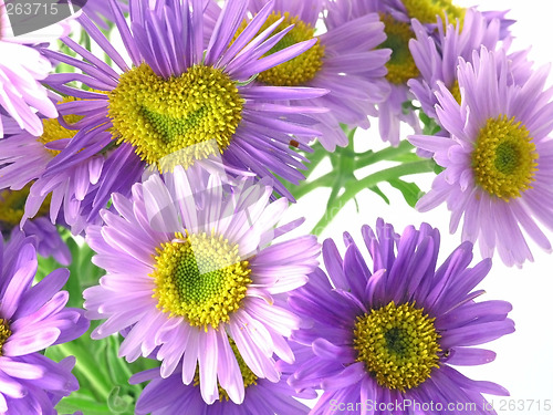 Image of pink flower