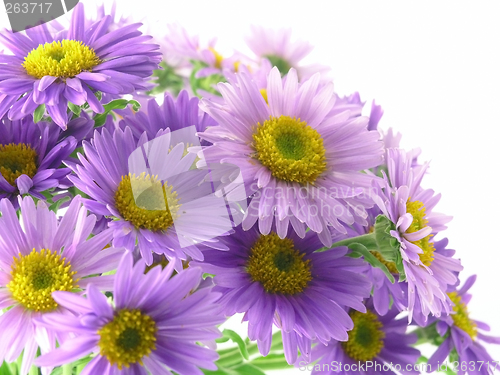 Image of pink flower