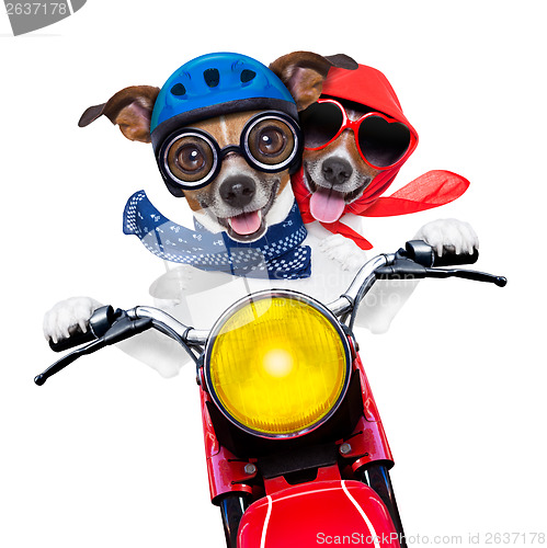 Image of motorbike couple of dogs