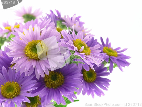 Image of pink flower