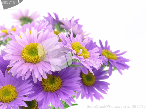 Image of pink flower