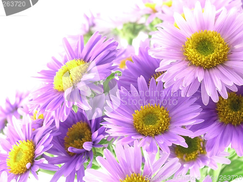 Image of pink flower