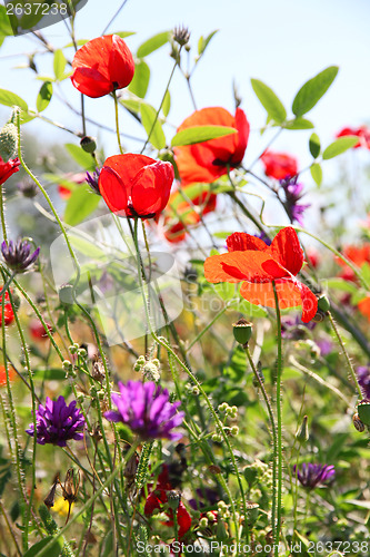 Image of Poppies and other wild flowers on a green field in spring