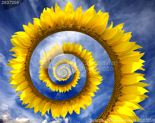Image of Abstract sunflower spiral