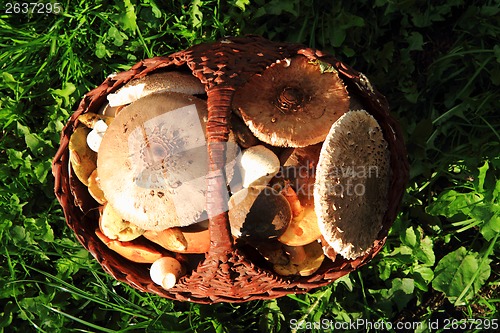 Image of parasol and other musrooms