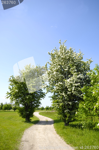 Image of Pathway and trees