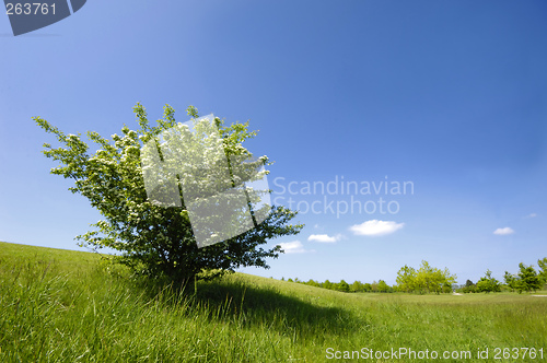 Image of Green bush