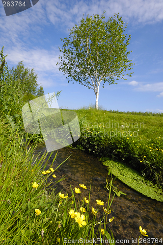 Image of Yellow flowers and Creek