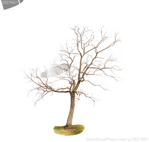 Image of Dead Tree