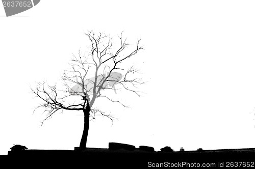 Image of Dead Tree