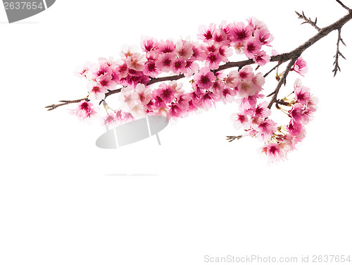 Image of Sakura ( Cherry Blossom)