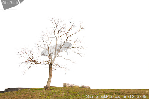 Image of Dead Tree