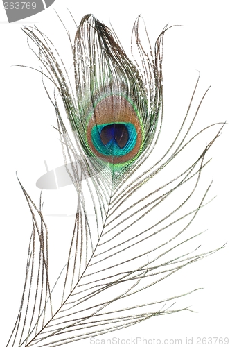 Image of Peacock feather