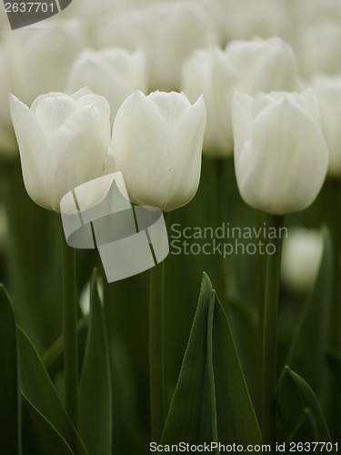 Image of White tulips 