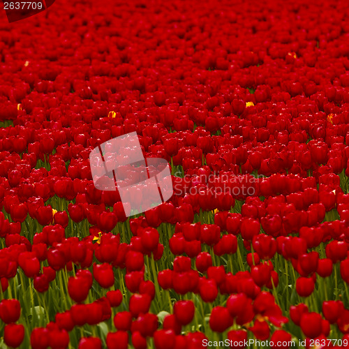 Image of Red tulips 